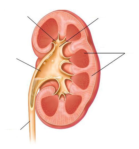acute pyelonefritis als complicatie van cystitis